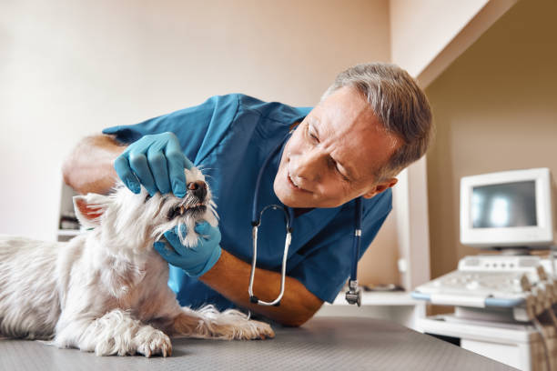 Best Broken or Chipped Tooth Repair in Sturgis, MI